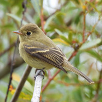 Western Flycatcher